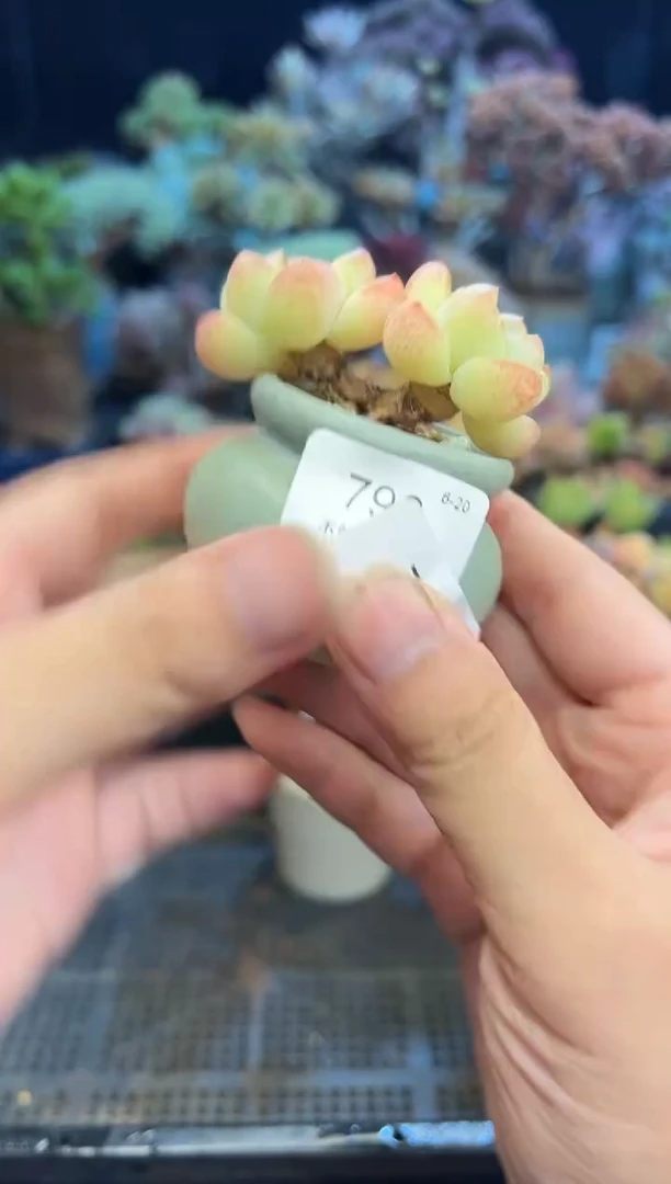 ?****李799               花盆