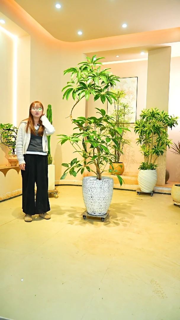 不开花植物用****7一物一拍落地款保罗