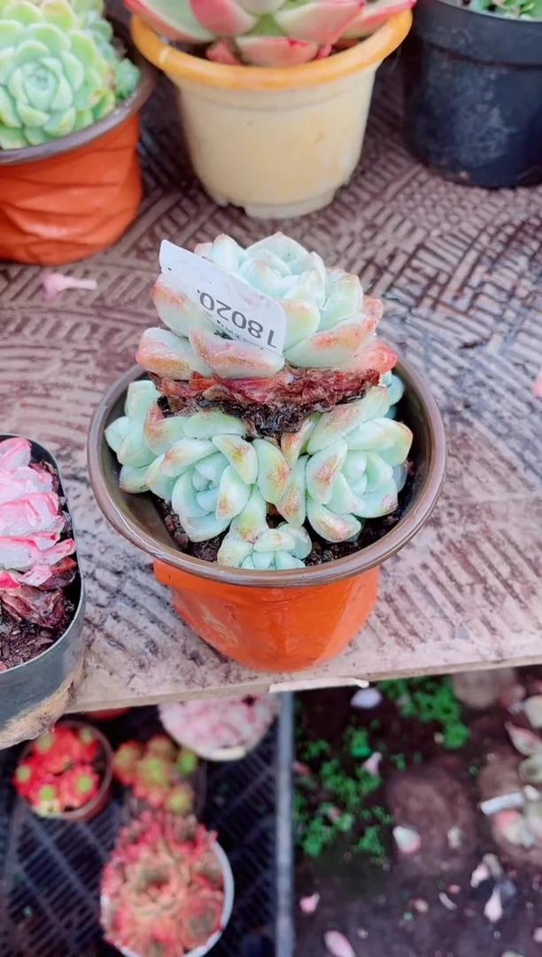 乱****࿐跃跃精品多肉18020