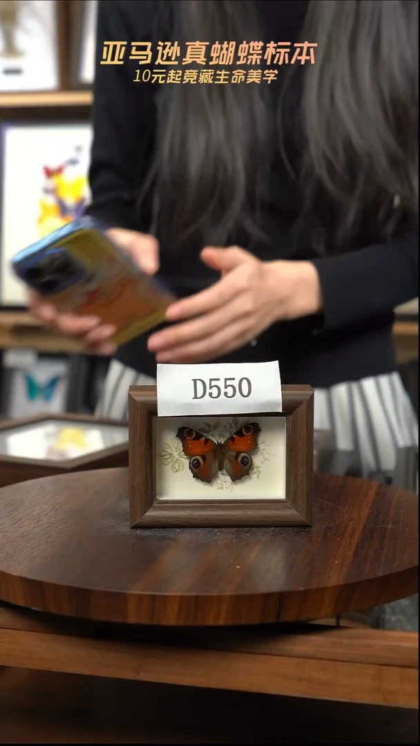 嘉*冰箱贴标本摆件d550