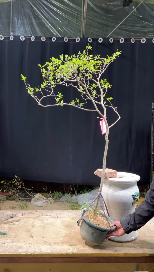 当前无花朵，栽培后可花朵我****）  海岛栀子花