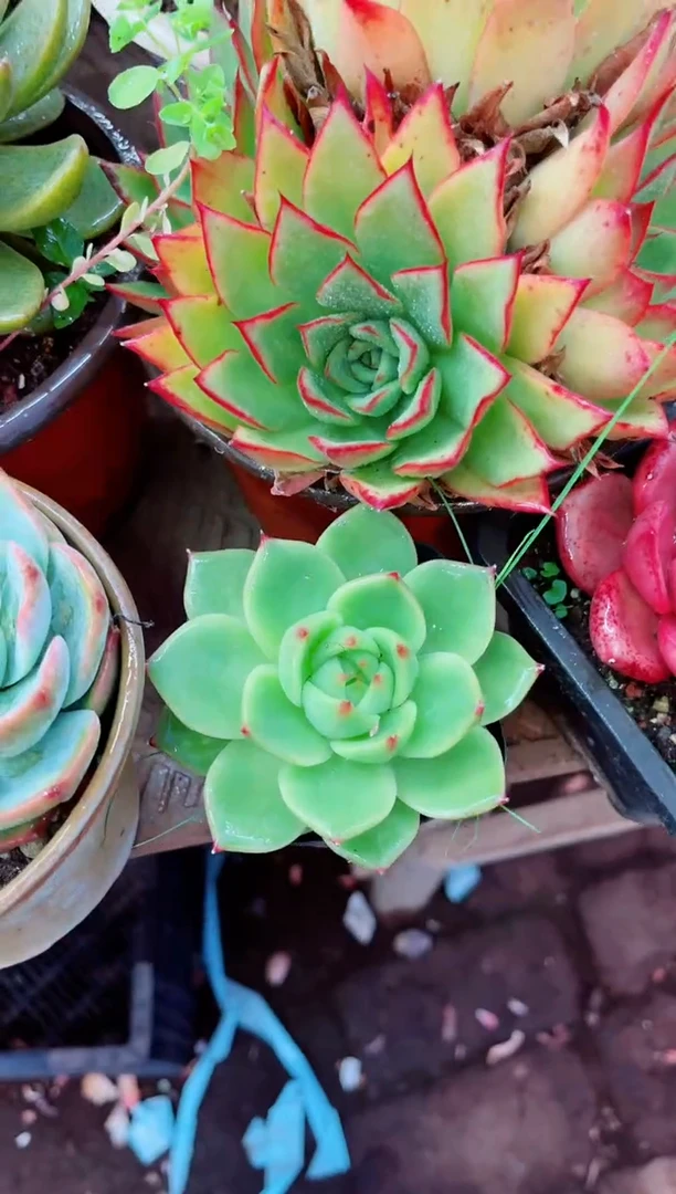 小*明03086多肉植物一物一拍
