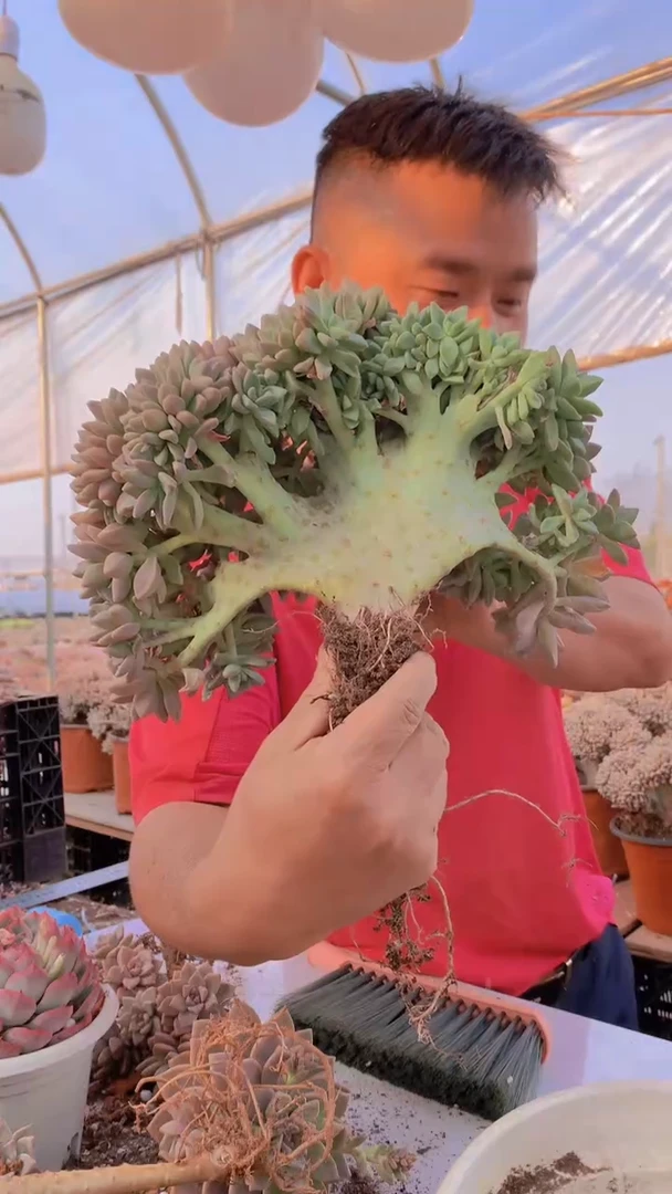 【闪购商品】缀化216