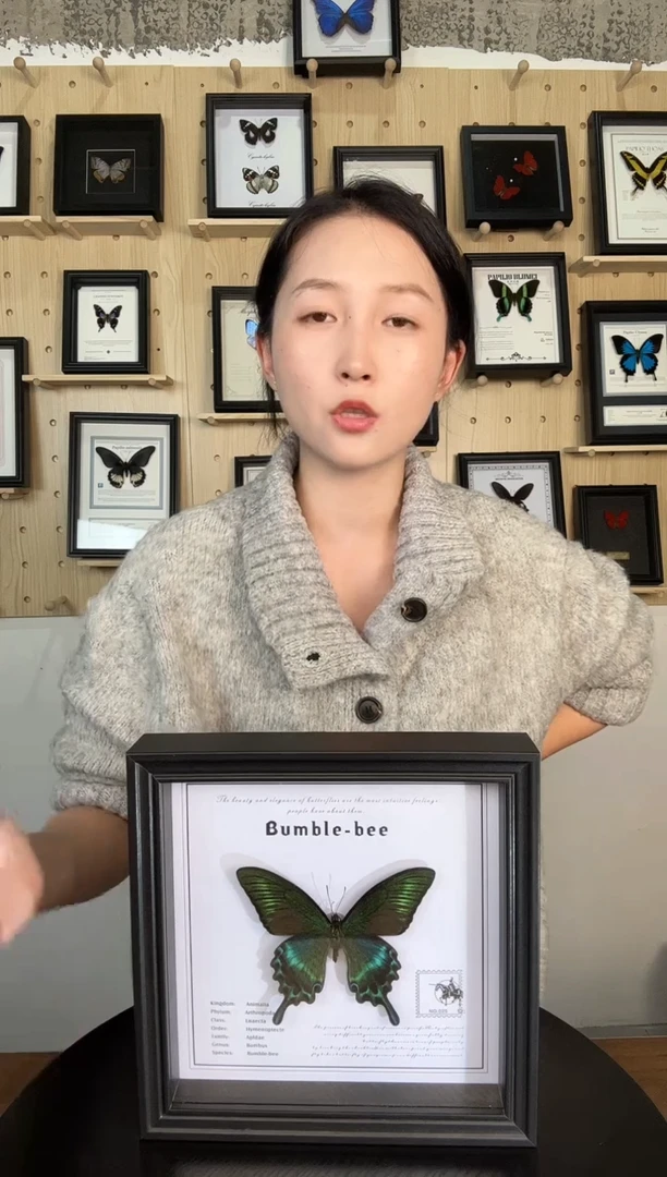 绿带翠凤蝶蝴蝶装饰画8寸框