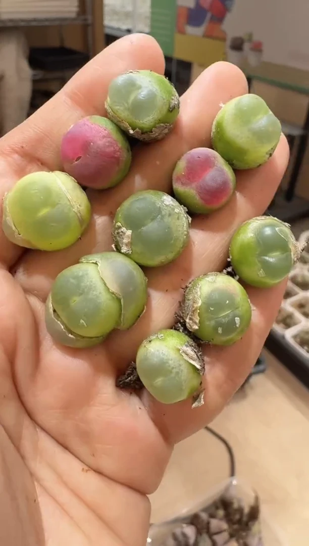 17-305多肉植物肉锥SH2606紫皮拉登一颗