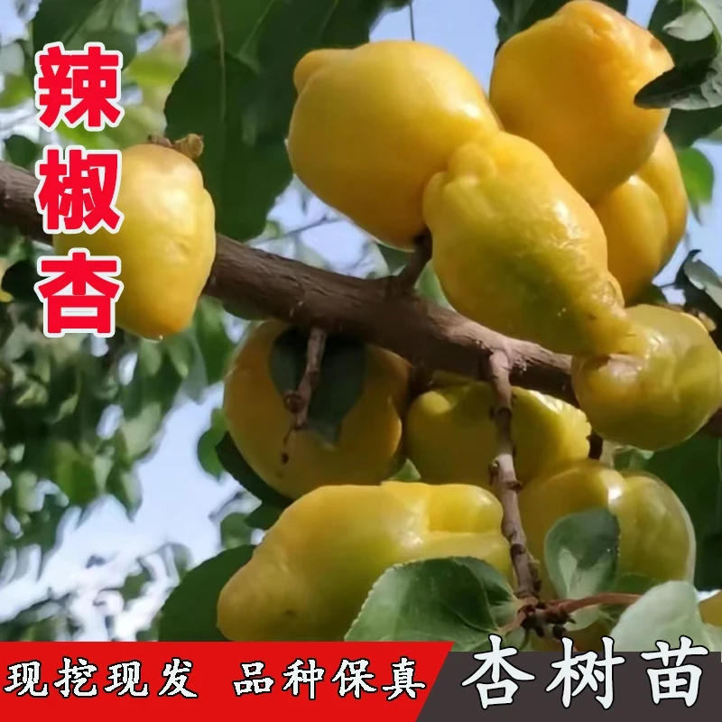 新品种耐寒杏树果苗辣椒杏树苗油杏苗小白杏南方北方种植