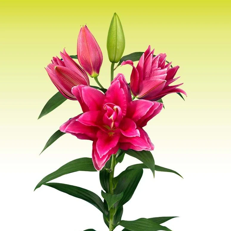 乔乔花屋1球马洛斯卡13/15cm东方系列重瓣百合球新品不带盆土现货