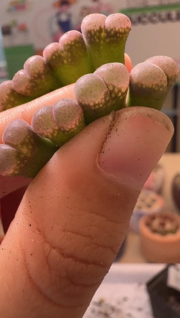 9-35多肉植物肉锥