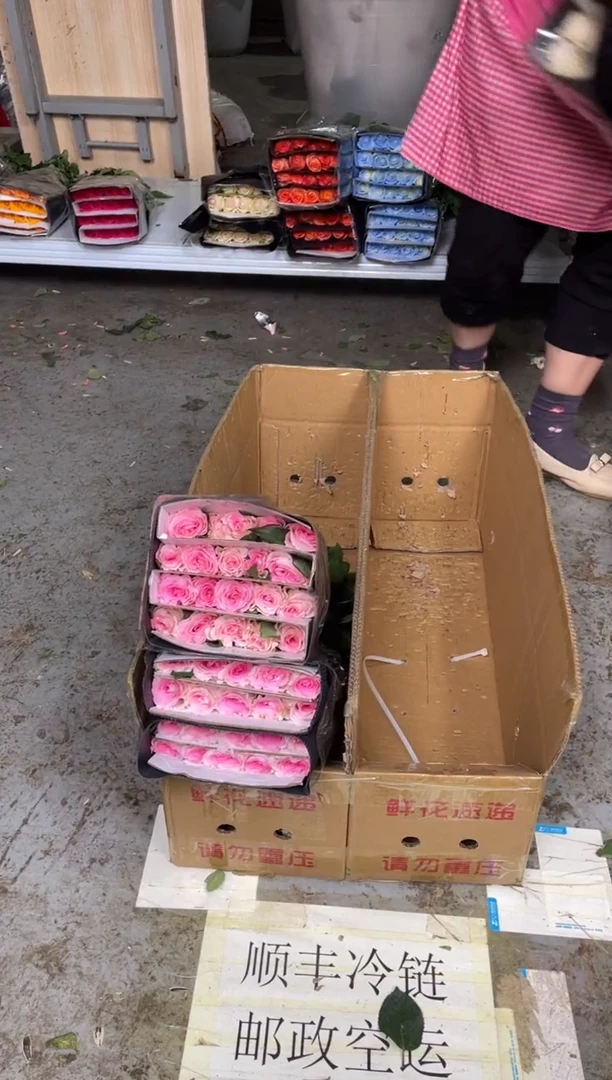 洛神10扎（共200枝）