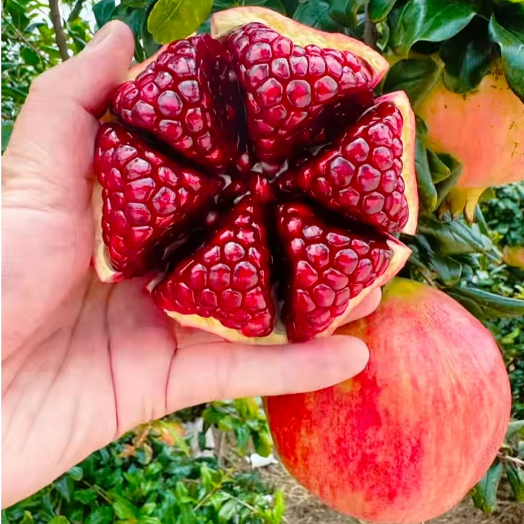 【康小妹专属】中通快递四川会理突尼斯软籽石榴爆甜多汁