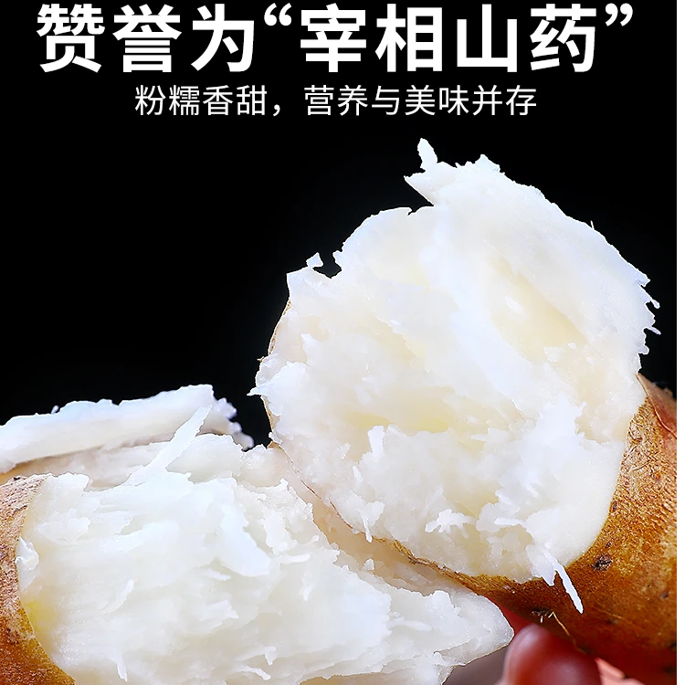 焦作新鲜垆土铁棍山药现挖现发软糯香甜《5斤装50规格》