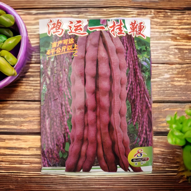 红运一挂鞭豆角籽