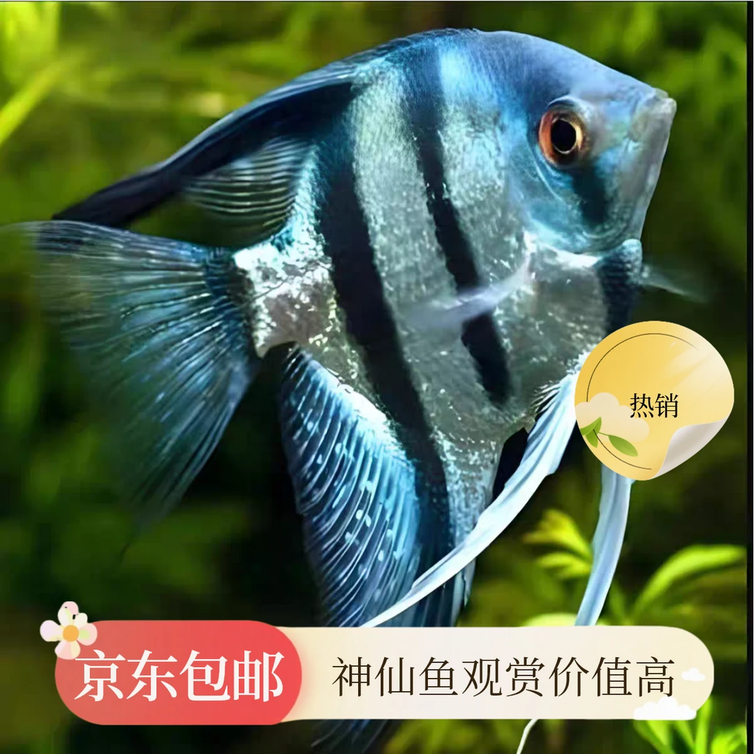 蓝魔鬼神仙鱼燕鱼小型热带淡水观赏鱼适合新手养