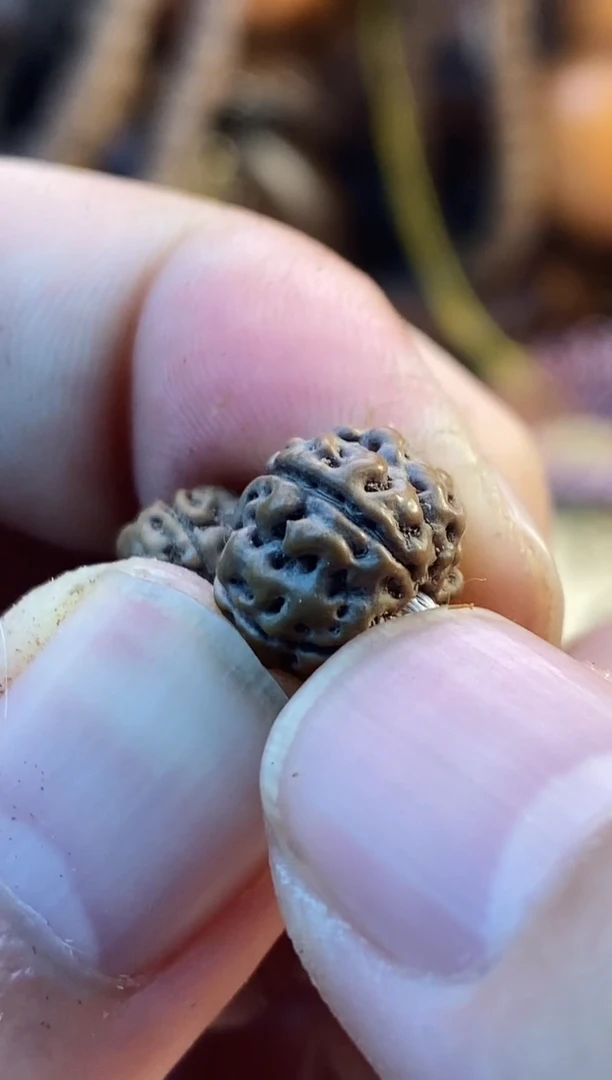 金刚菩提手串灰皮勿里达老树王（真空发货）+纳米刷