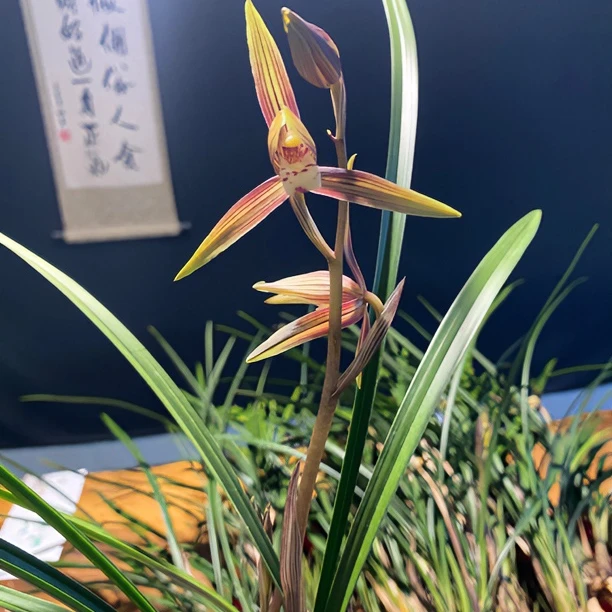 【知秋】A-寒兰高端铭品-寒兰名花代表花开浓香花期