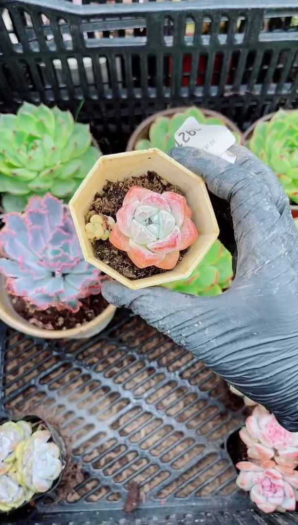 ?**光09211多肉植物一物一拍