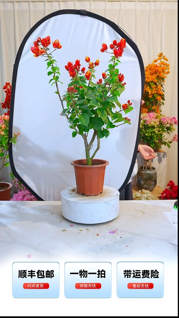 大部分开放少量花苞哪吒