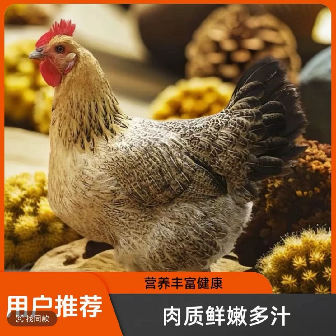 麻羽绿壳蛋鸡小土鸡，小笨鸡 顺丰包邮