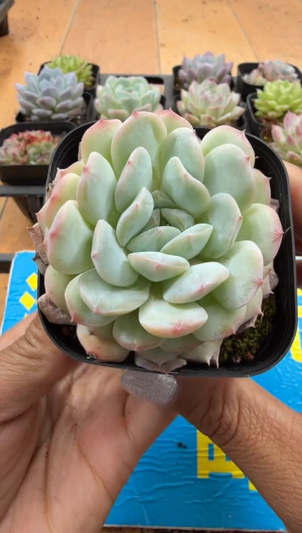 东云多肉园二店-151