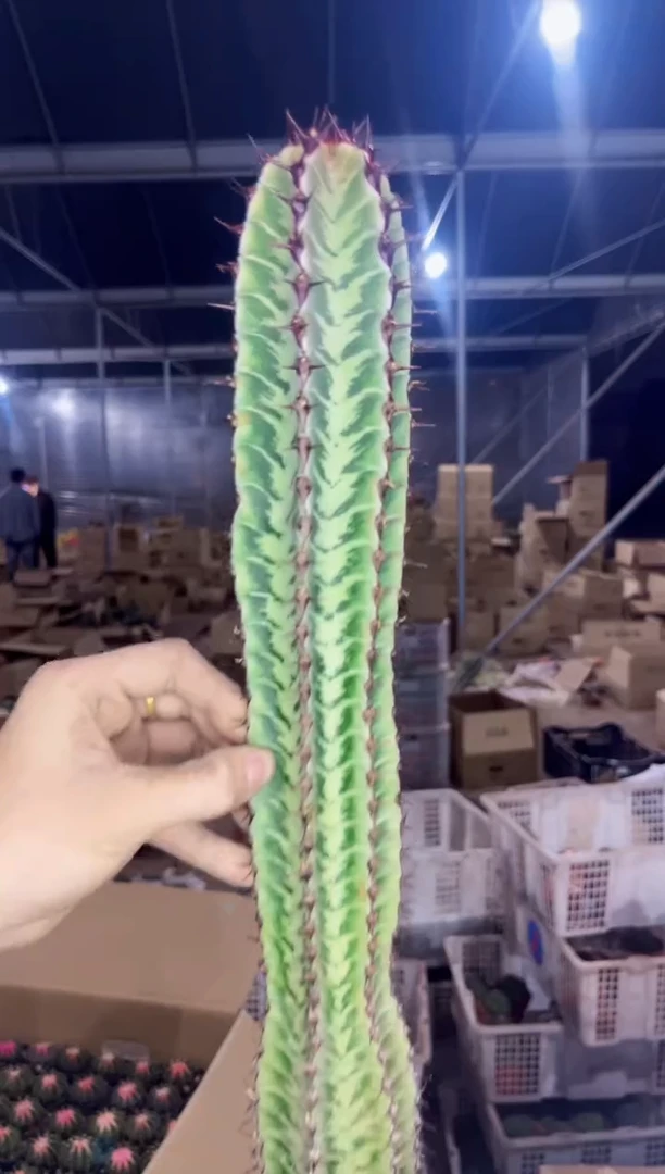 【闪购商品】高50cm 斑马柱