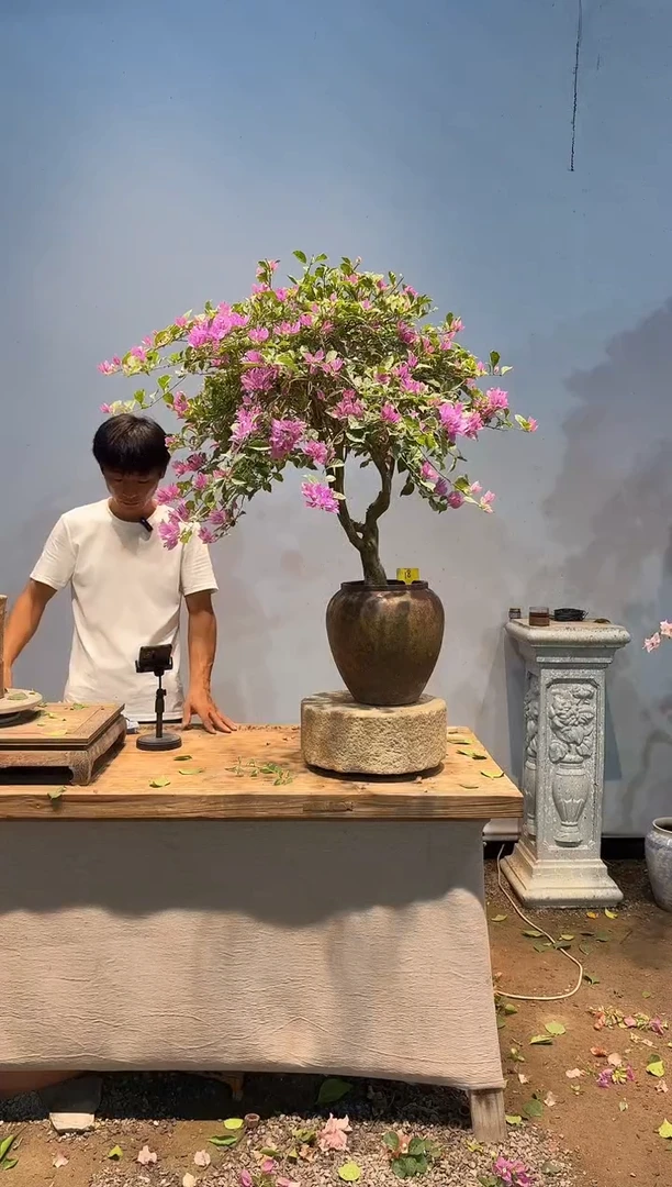 全部花朵?*?三角梅18
