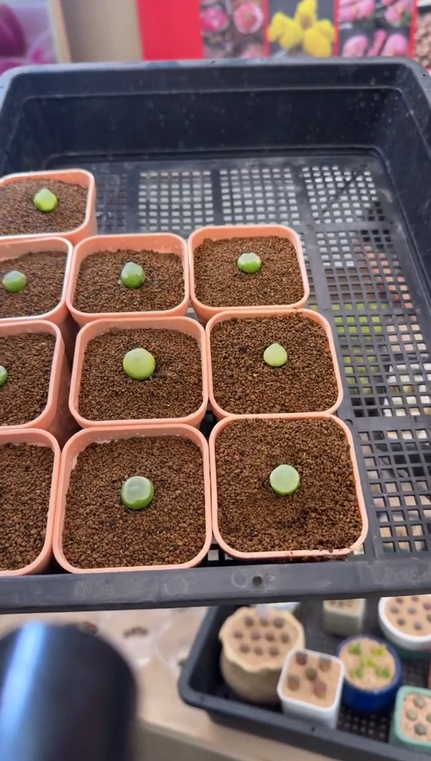 【闪购商品】30-3拉登2606一颗