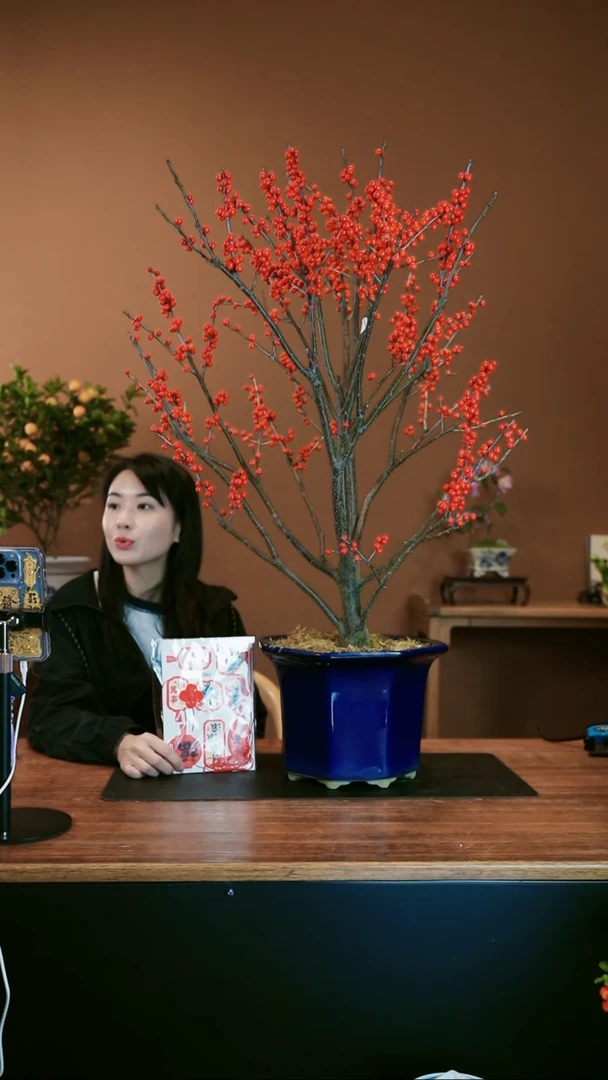 【闪购商品】盆景冬青