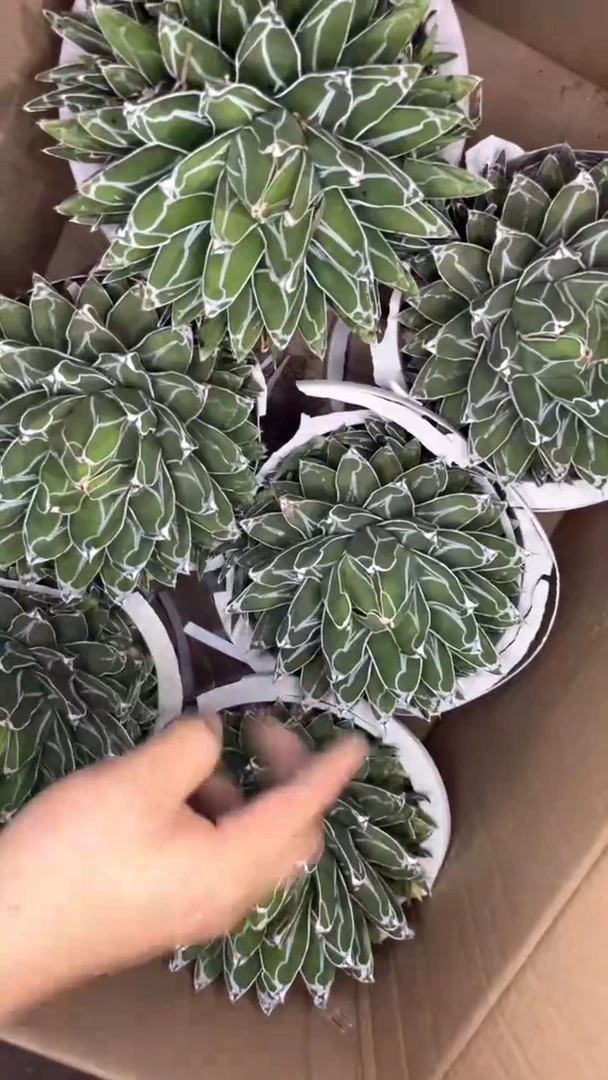 超大 屉之雪 14-18cm