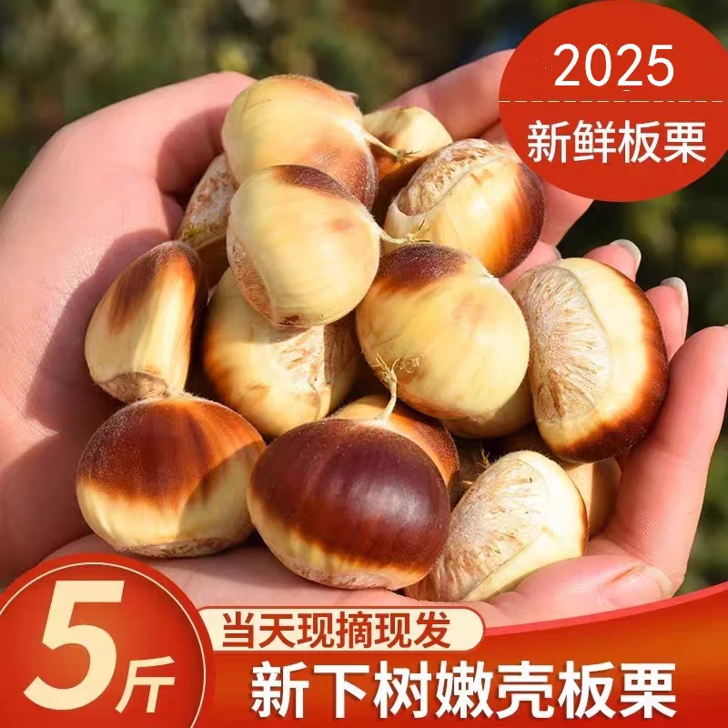 罗田板栗 新鲜现摘花壳板栗新鲜带壳板栗生板栗2025正宗罗田板栗