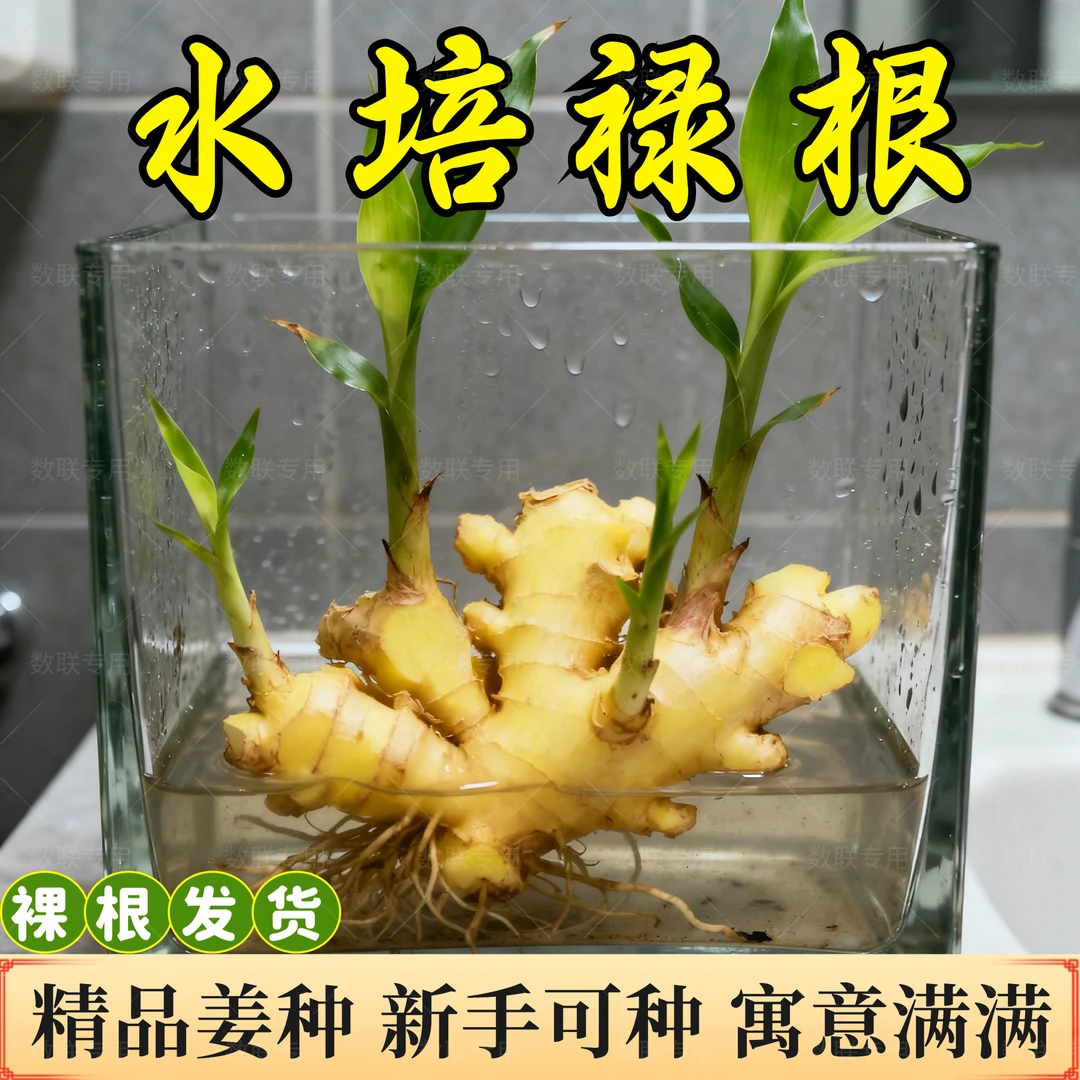 禄根小黄姜姜种懒人易养带芽灵草桌面盆栽观赏易种植小绿植好管理