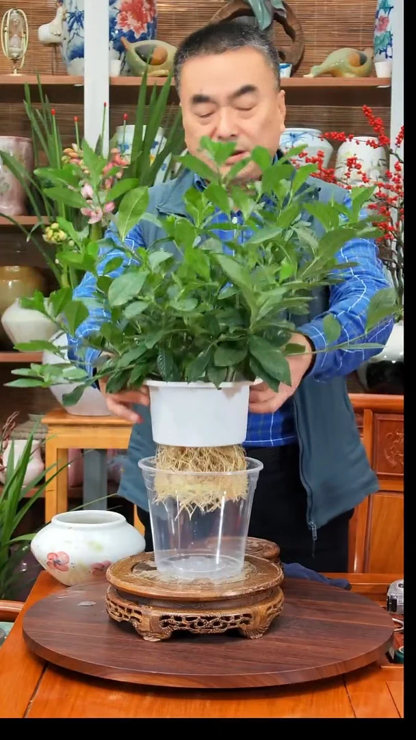 无花朵晶*宝水之韵水培栀子花