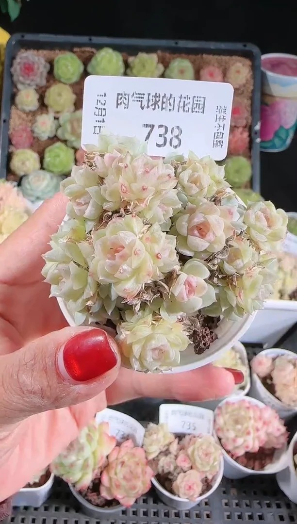 1201-738多肉群生不包整
