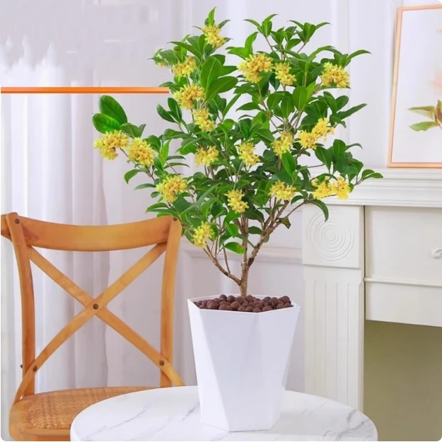 【基地直发】四季桂盆栽花卉带香味好养适合室内外阳台庭院种植