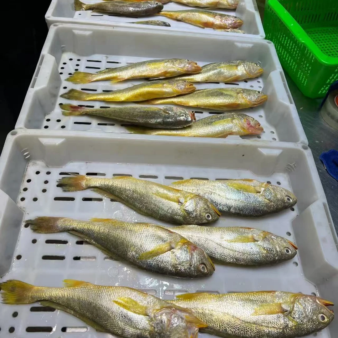 小黄鱼一条 半斤 当日新鲜