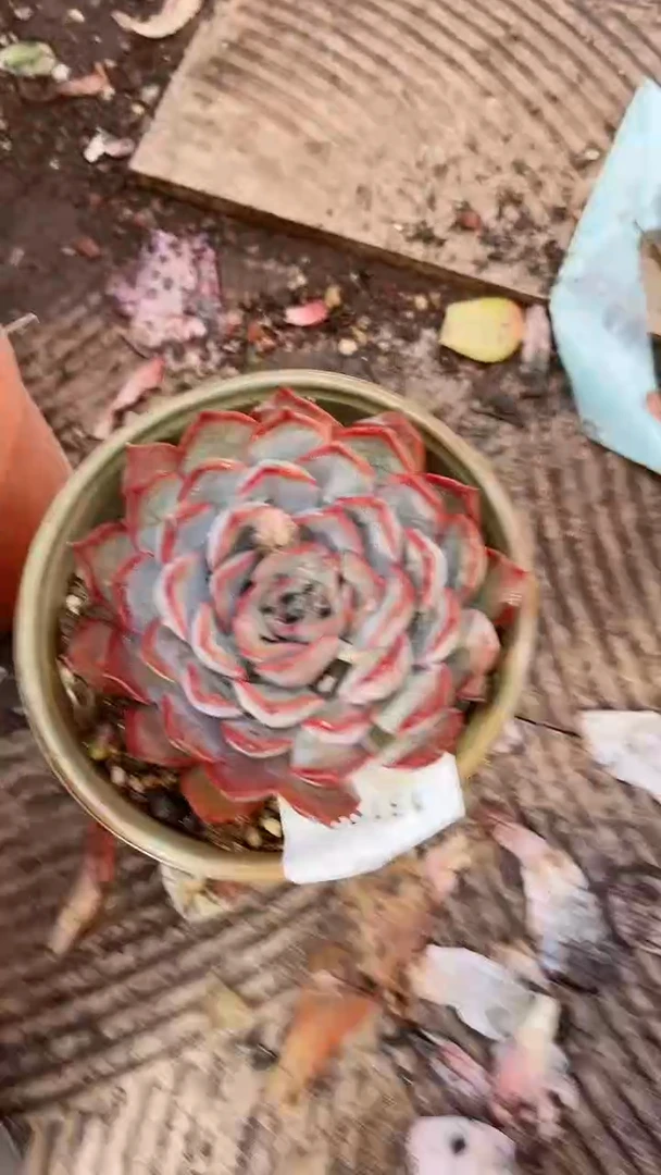 【闪购商品】13198