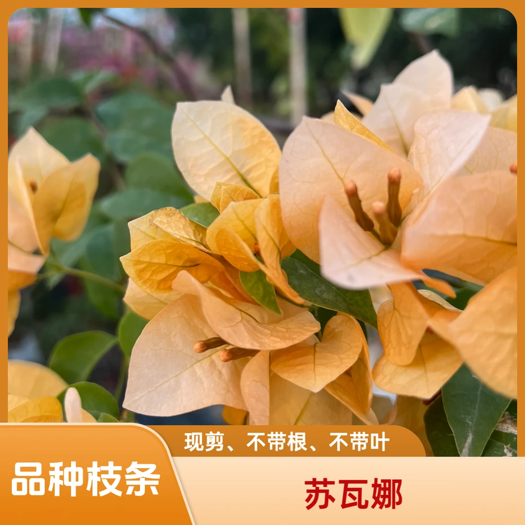 【苏瓦娜枝条2根】对版无根粗1cm左右长20cm【三角梅花】新鲜现剪现发