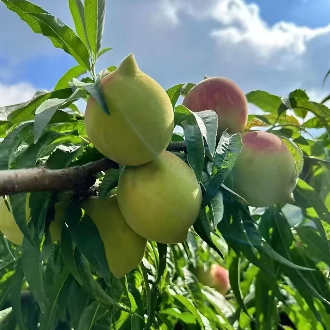 【助农公益】农家自家自种甜糯清甜的鹰嘴桃 5斤装 现摘现卖