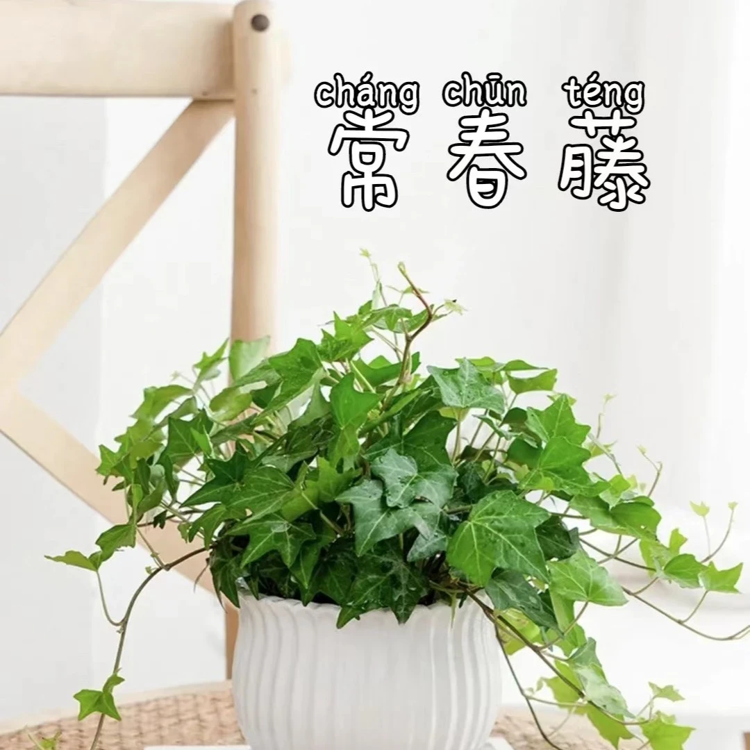 常春藤绿植盆栽室内净化空气吸甲醛四季常青好养花卉