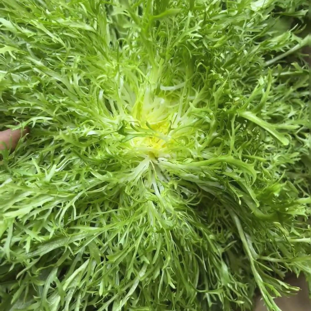 【拍2送1】花叶苦苣种子家庭种植可盆栽可地栽蔬菜