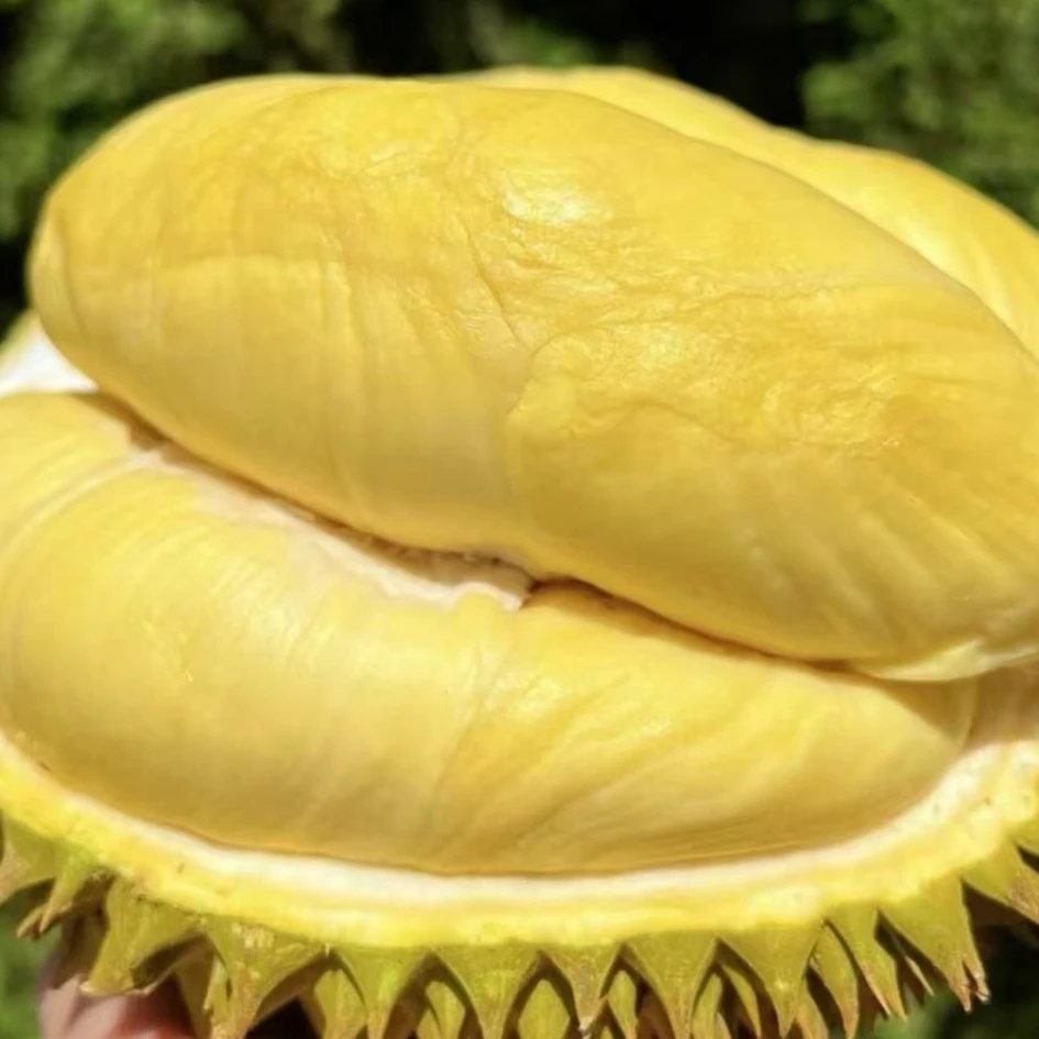 【半小鲜-同城配送】新鲜泰国暹味树熟金枕榴莲一份（500-2000克扒盒）核小干包巨甜软糯细腻包售后金枕泰国