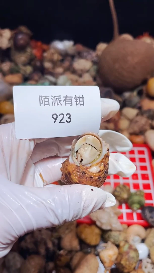 陌派有钳寄居蟹923
