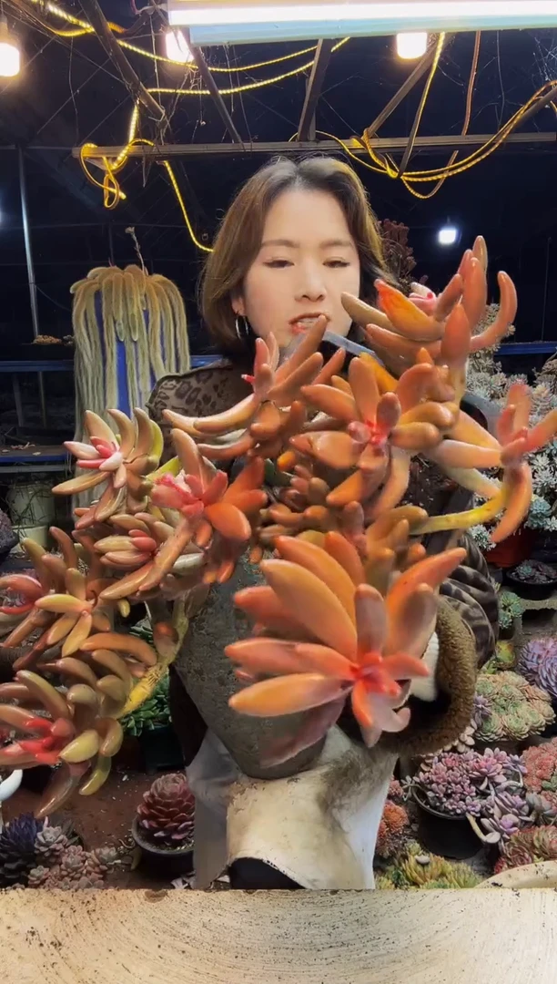 红手指老桩脱土包邮