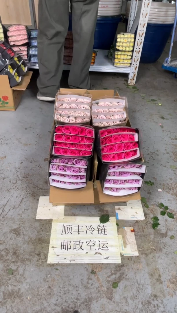 紫霞20枝+佛洛依德20枝+曼塔20枝