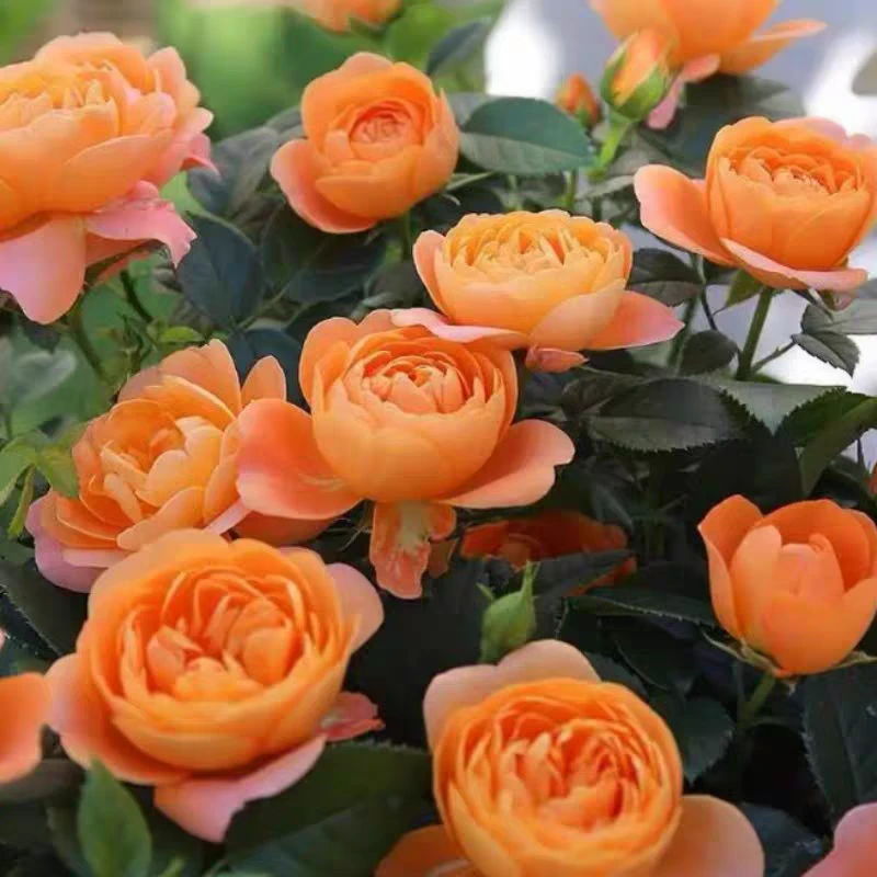 【果汁阳台】月季果香味盆栽花卉四季开花（到家换陶盆陶瓷盆不售后）