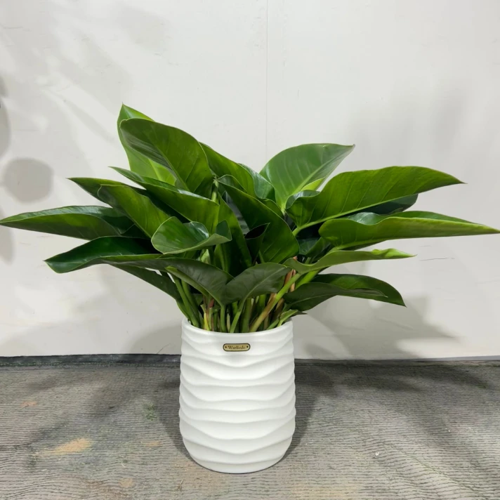 大叶金钻【基地直发】 室内绿植盆栽