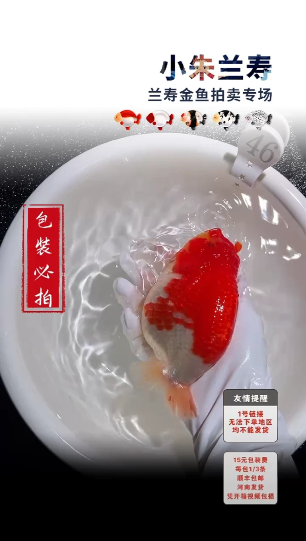 金鱼包装必拍未拍顺丰到付46号