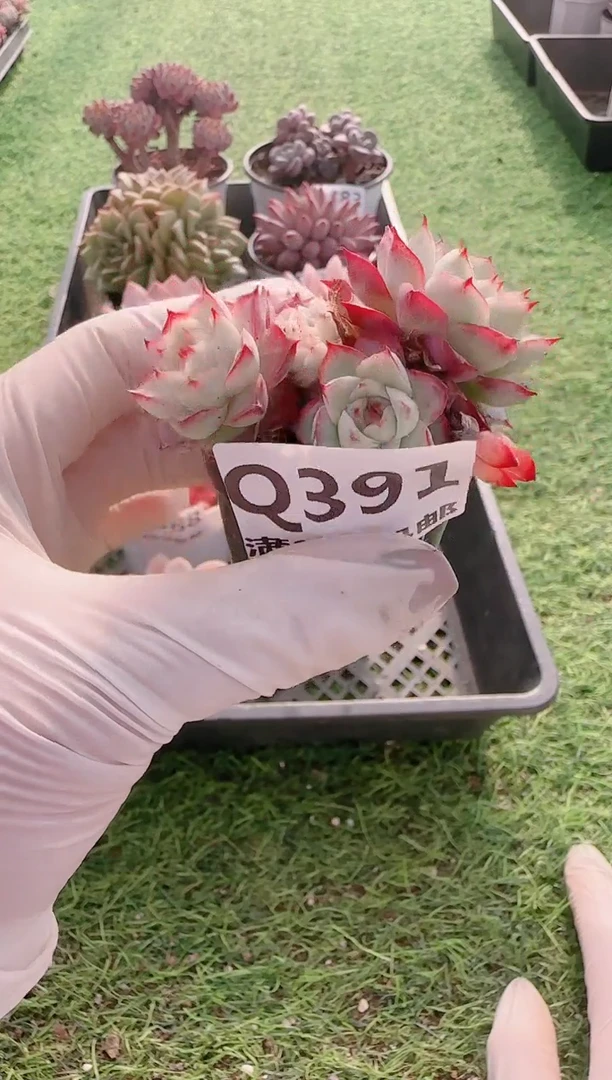 【闪购商品】梦会多肉一物一拍