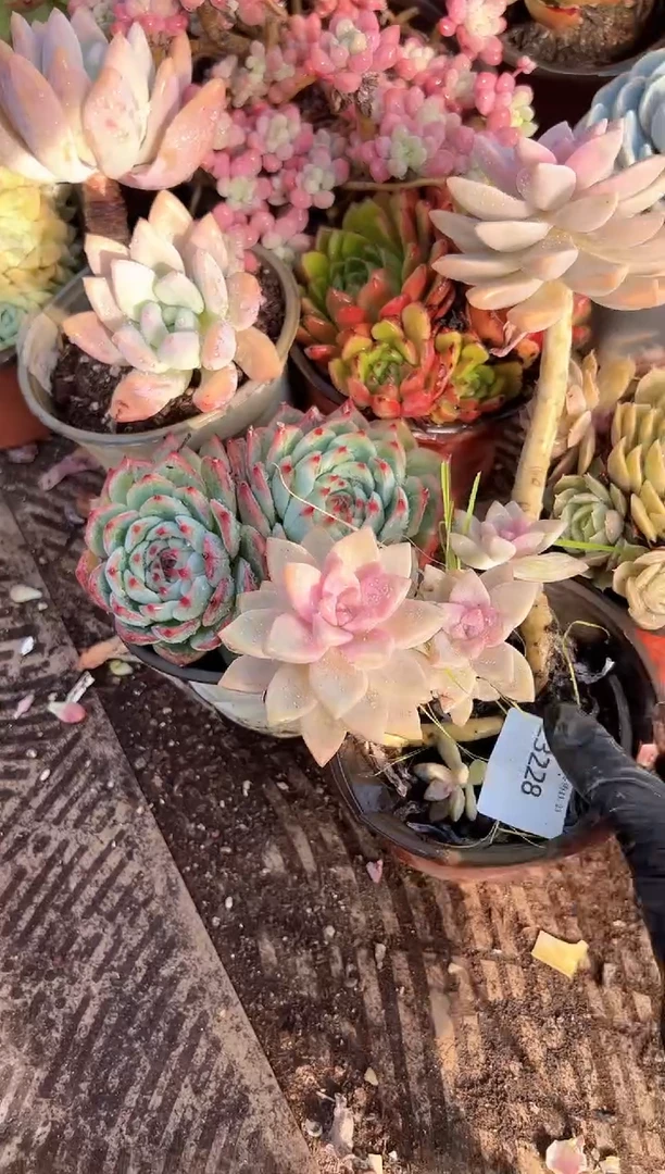 小****呼多肉植物一物一拍23228