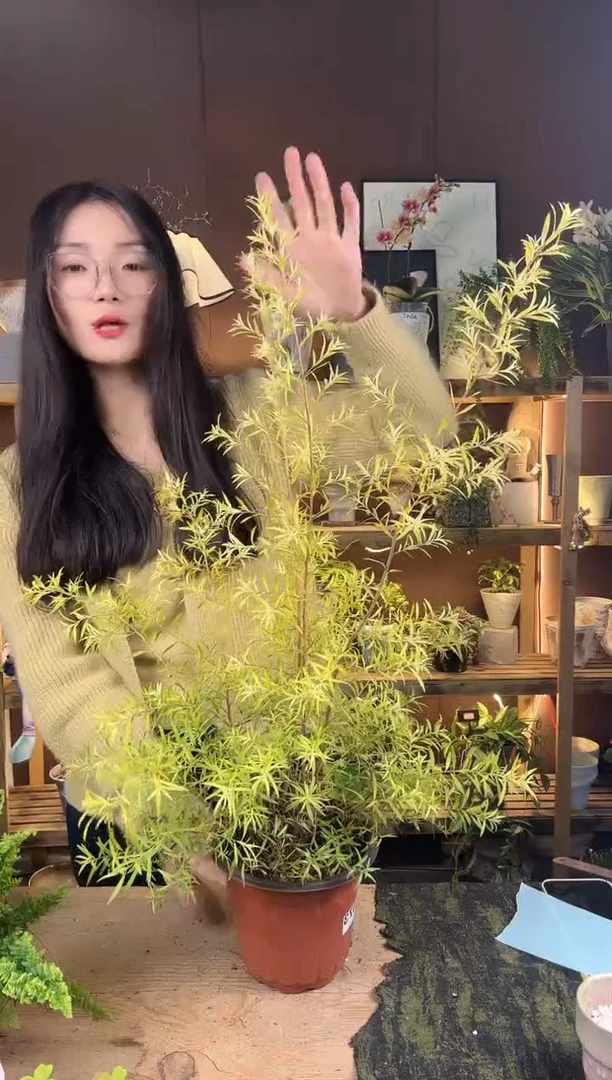 以实际为准黄金香柳育苗盆073