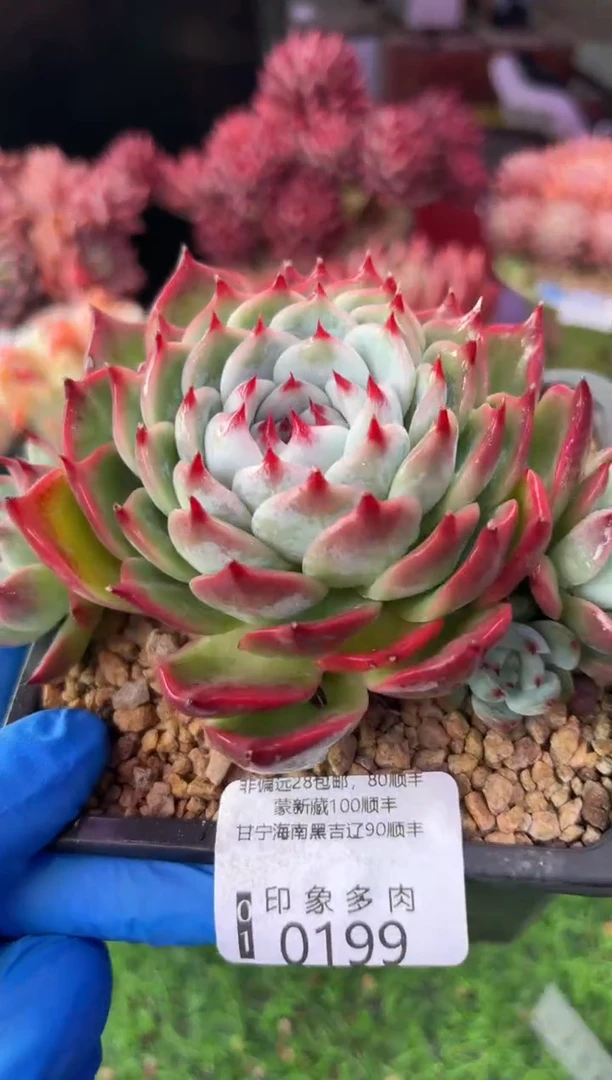 昆明印象多肉0199